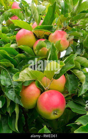 'Discovery' Apples Growing in a UK Domestic Garden Stock Photo