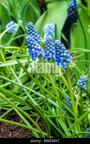 Muscari armeniacum a perennial in flower in spring with bright blue racemes with whute tipped mouths  Grow in full sun  Also called Grape hyacinth Stock Photo