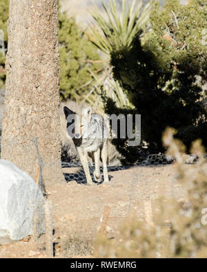 A Coyote (Canis latrans) searches for food in the desert, Joshua Tree, CA, USA. Stock Photo