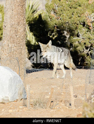 A Coyote (Canis latrans) searches for food in the desert, Joshua Tree, CA, USA. Stock Photo