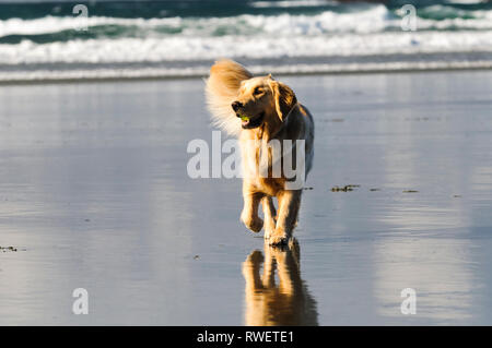 A Golden Retriever with a ball in his mouth running on Chesterman Beach, near Tofino, British Columbia. Stock Photo