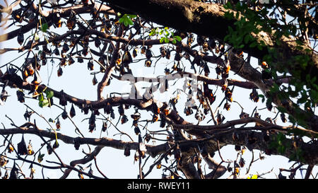 Many Flying Foxes, known as Giant Fruit Bats, hanging in Tree - Miagao, Iloilo - Philippines Stock Photo