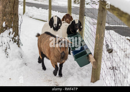 Boer Goats with lop ears in the winter snow Stock Photo