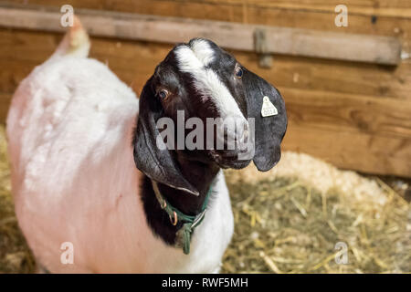 Boer Goat mother with lop ears in the barn Stock Photo