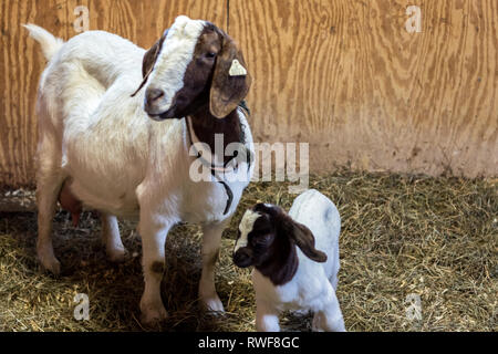 Boer Goat mother and baby in barn Stock Photo