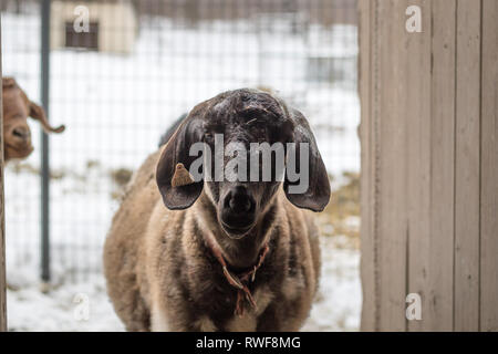 Boer Goat with lop ears walking into barn Stock Photo