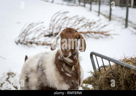 Boer Goat with lop ears eating hay in winter Stock Photo