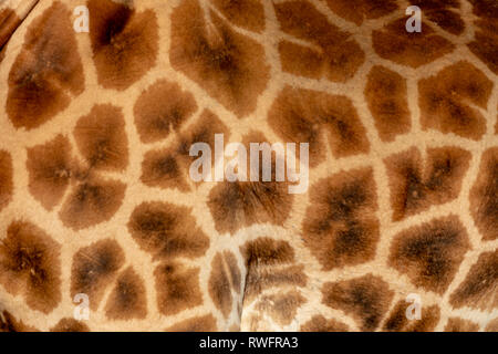 Endangered Rothchilds Giraffe’s skin Stock Photo