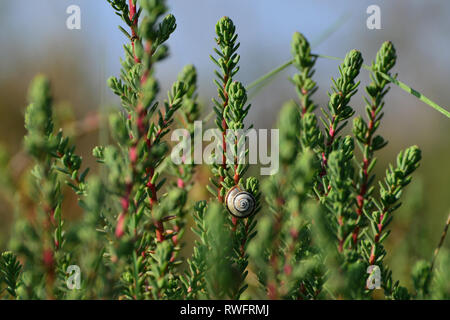 Snail climbing slowly on a plant with green and red nature background Stock Photo