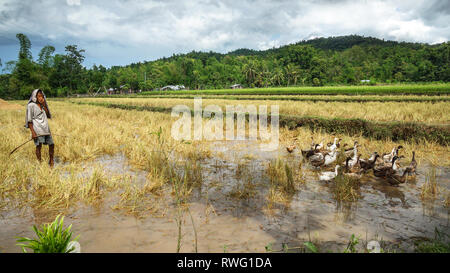Farmer Man herding Ducks and geese in rural field - Tibiao, Antique - Philippines Stock Photo