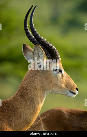 Uganda Kob, kobus kob thomasi, Ishasha sector in Queen Elizabeth National Park, Uganda Stock Photo