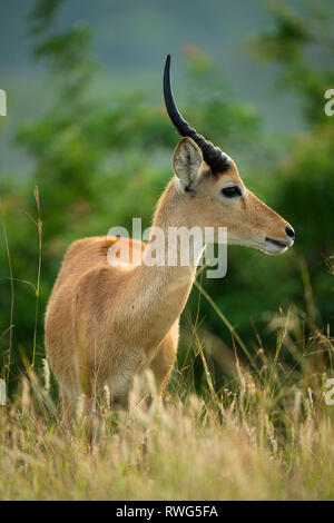 Uganda Kob, kobus kob thomasi, Ishasha sector in Queen Elizabeth National Park, Uganda Stock Photo