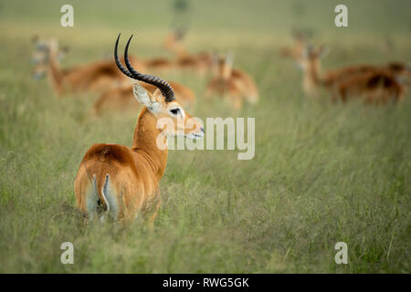 Uganda Kob, kobus kob thomasi, Ishasha sector in Queen Elizabeth National Park, Uganda Stock Photo