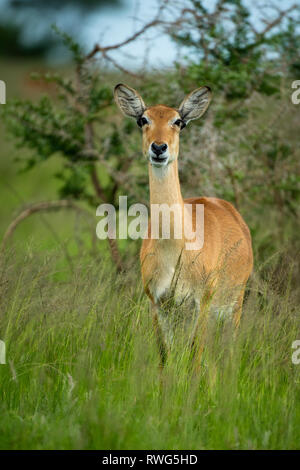 Uganda Kob, kobus kob thomasi, Ishasha sector in Queen Elizabeth National Park, Uganda Stock Photo