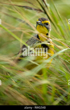 Yellow-throated longclaw, Macronyx croceus, Ishasha sector in Queen Elizabeth National Park, Uganda Stock Photo