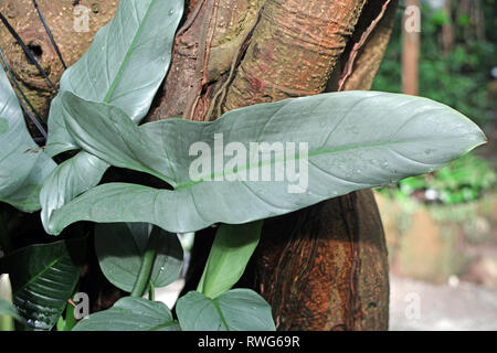 Close up of a big mature leaf of an exotic Philodendron Hastatum or Silver  Sword Plant leaf Stock Photo - Alamy