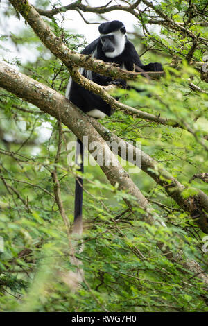 Black and white colobus, Colobus guereza, Kibale Forest National Park, Uganda Stock Photo