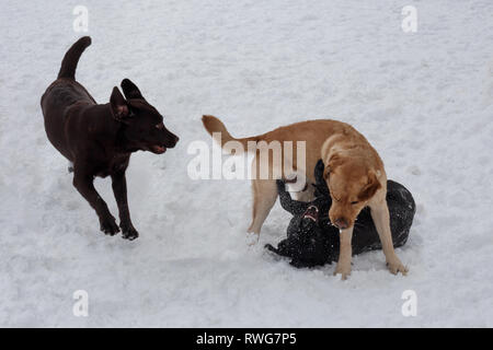 Two labrador retrievers and canadian golden retriever are playing on the white snow in the park. Pet animals. Purebred dog. Stock Photo