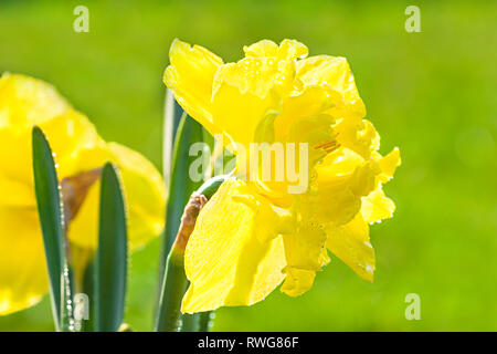 spring flowers daffodils blossomed in garden. white narcissus flowering on flower bed Stock Photo