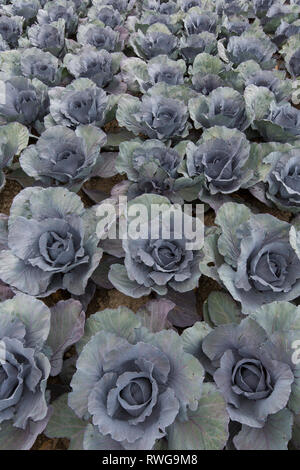 Red Cabbage (Brassica oleracea var. capitata f. rubra). Cabbage heads on a field in Dithmarschen, Schleswig, Holstein, Germany Stock Photo