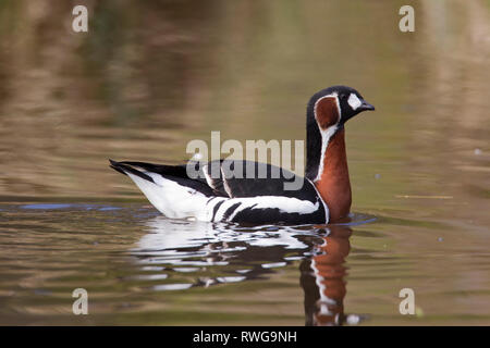Red-breasted Goose (Branta ruficollis). Adult swimming. Germany