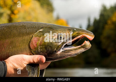 Coho salmon (Oncorhynchus kisutch; Karuk: achvuun), Nitinat River, Vancouver Island, BC Canada Stock Photo