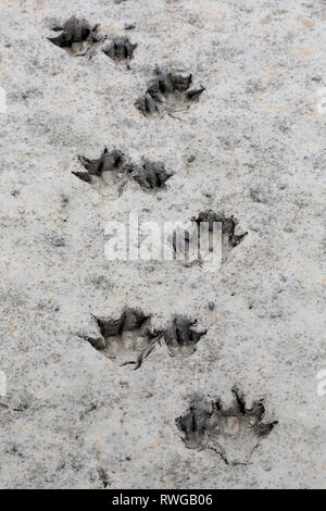 European Beaver (Castor fiber). Footprints in sand. Lower Saxony, Germany Stock Photo