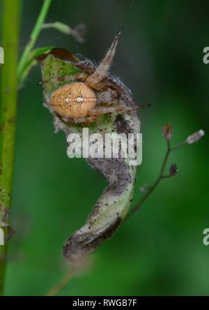 Four-spot Orb-weaver (Araneus quadratus). This spider has set up a hiding place in a withered leaf, which is connected with its net by signal and catching threads. Here it will rest until vibrations in the net indicate a trapped insect. germany Stock Photo