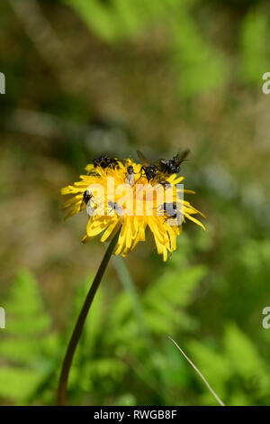 Bristly Hawkbit, Rough Hawkbit (Leontodon hispidus). Flower head with different types of fly, collecting pollen. Germany Stock Photo