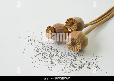 Opium Poppy (Papaver somniferum). Dry seed pots and seeds. Studio picture against a white background Stock Photo