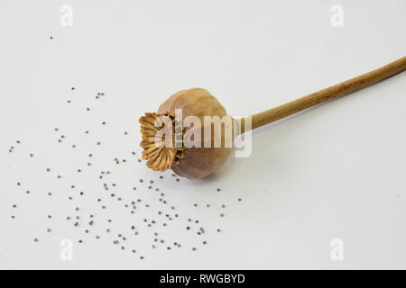 Opium Poppy (Papaver somniferum). Dry seed pot and seeds. Studio picture against a white background Stock Photo