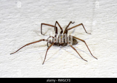 Giant European House Spider, Giant House Spider, Larger House Spider, Cobweb Spider (Tegenaria atrica, Tegenaria gigantea) on a white wall. Germany Stock Photo