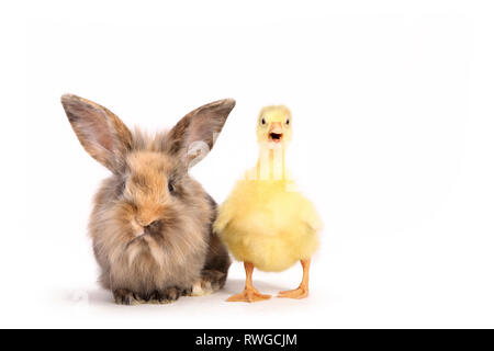 Domestic Goose. Gosling standing next to adult Dwarf Rabbit. Studio picture, seen against a white background. Germany Gans & Kaninchen / goose & rabbit Stock Photo
