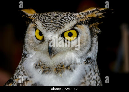 The great horned owl has no horns! It is named for the tufts of feathers that sit on top of its head, called plumicorns. Scientists don’t know why these owls sport the tufts, but they do have a few theories. The tufts might help members of their own species to recognize each other among the forest around them, or they may use the tufts to blend into their surroundings, making them look more like broken tree branches than a tasty meal. Stock Photo