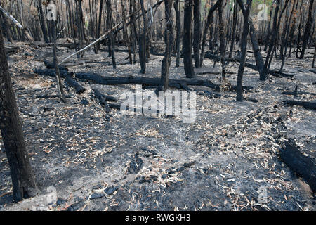 Aftermath of the 2019 bushfire in Tingha in northern new south wales, australia, just south of Inverell Stock Photo