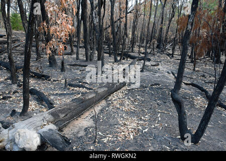 Aftermath of the 2019 bushfire in Tingha in northern new south wales, australia, just south of Inverell Stock Photo