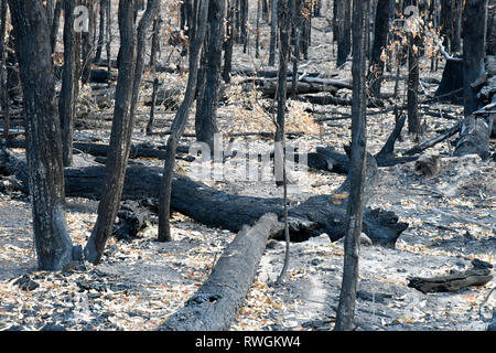 Aftermath of the 2019 bushfire in Tingha in northern new south wales, australia, just south of Inverell Stock Photo