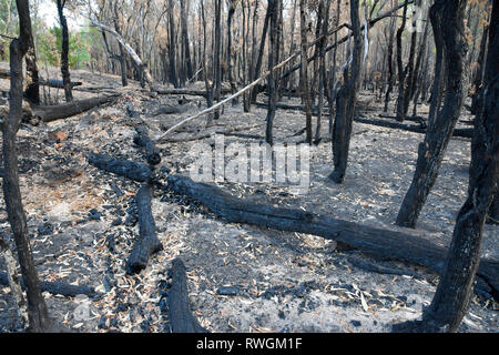 Aftermath of the 2019 bushfire in Tingha in northern new south wales, australia, just south of Inverell Stock Photo