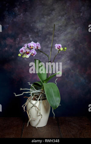Pink and white orchid in a white pot on wooden floor boards against a dark textured background Stock Photo