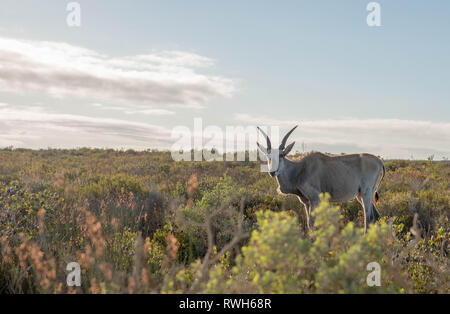 A lonely old Eland during sunrise in South Africa Stock Photo