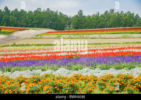 African Marigold, Salvia splendens blossom in rainbow lines in the famous and beautiful Panoramic Flower Gardens Shikisai-no-oka at Hokkaido, Japan Stock Photo