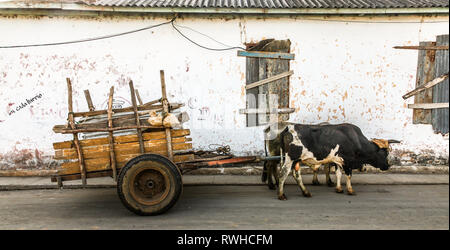 Artemisa, Cuba. 29th May, 2009. Two Oxen pulling a cart in Artemisa, Cuba. Stock Photo