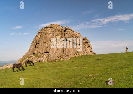 Dartmoor ponies grazing next to Haytor or Haytor Rocks is a granite tor on Dartmoor in Devon Stock Photo