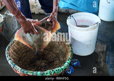 Fresh stingray for sale in Traditional Seafood market Stock Photo