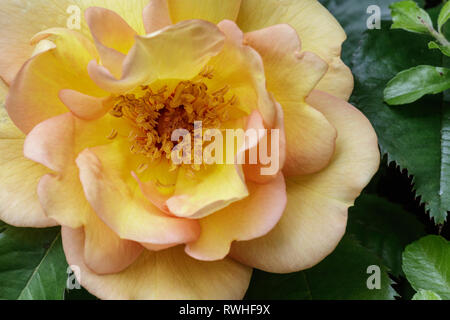 Close up of a yellow rose Stock Photo