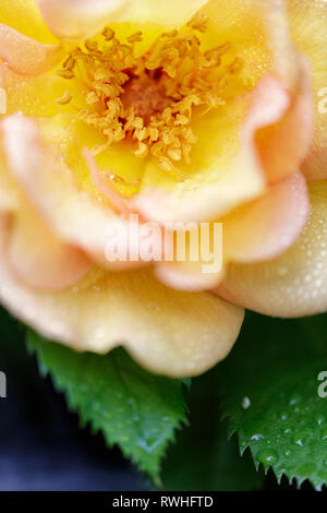 Close up of pink rose with dew drops Stock Photo - Alamy