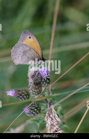 Gatekeeper butterfly (Pyronia tithonus) on thistle Stock Photo
