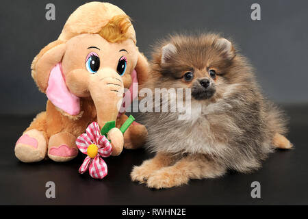 Portrait of the long haired Pomeranian Spitz puppy with funny toy Elephant with a flower on a black isolated background.  Photo #024 taken on February Stock Photo