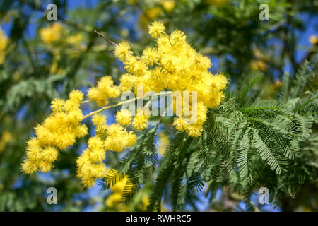 Mimosa branch in bloom, beautiful spring yellow flower with blue sky on background, International Women's Day Stock Photo