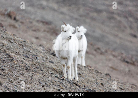 Dall Sheep on Sheep Mountain, Kluane National Park, Yukon Territory, Canada Stock Photo